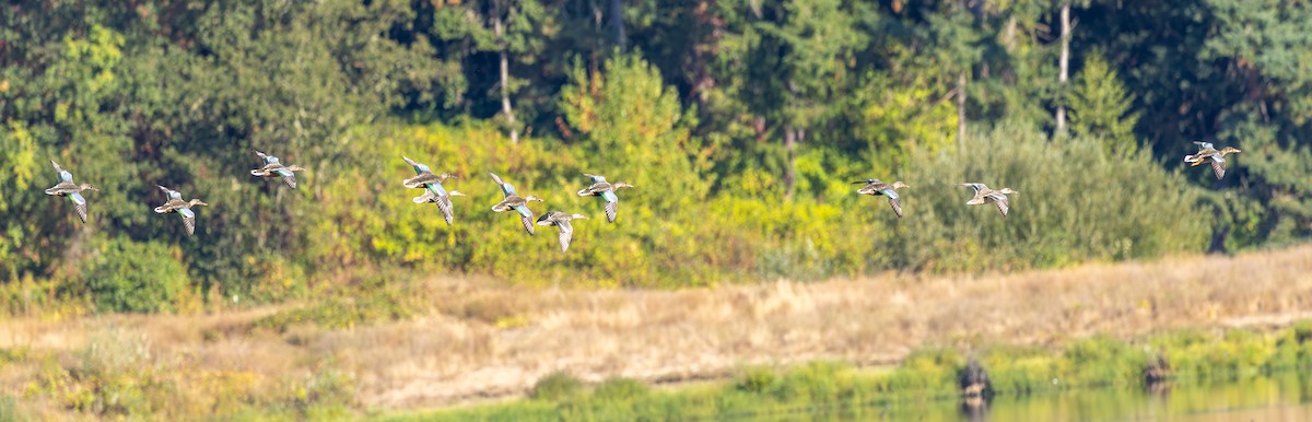 Широконіска північна - ML641583060