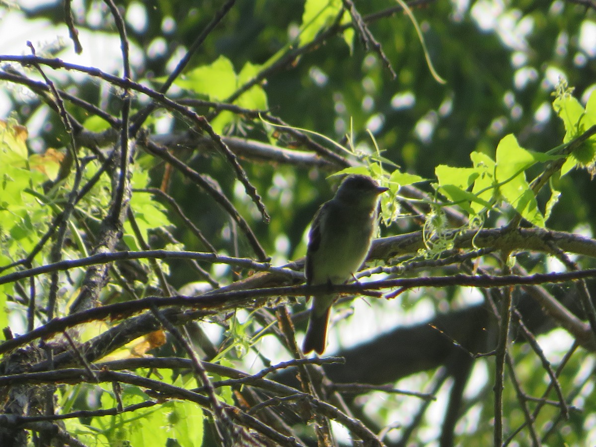 Willow Flycatcher - ML641583061