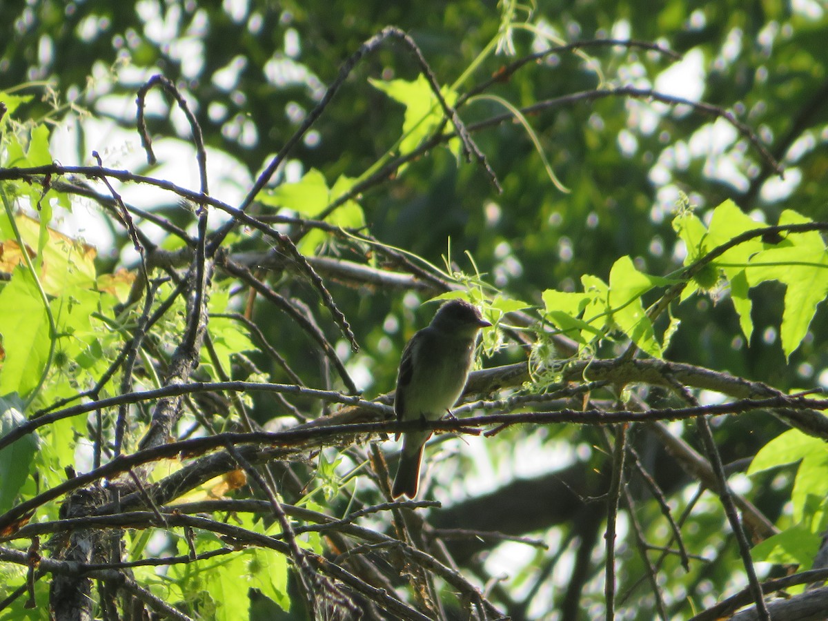Willow Flycatcher - ML641583062