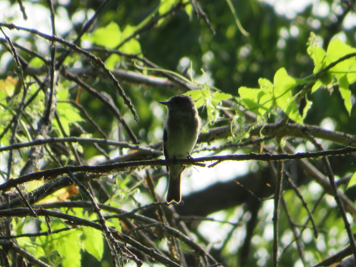 Willow Flycatcher - ML641583063