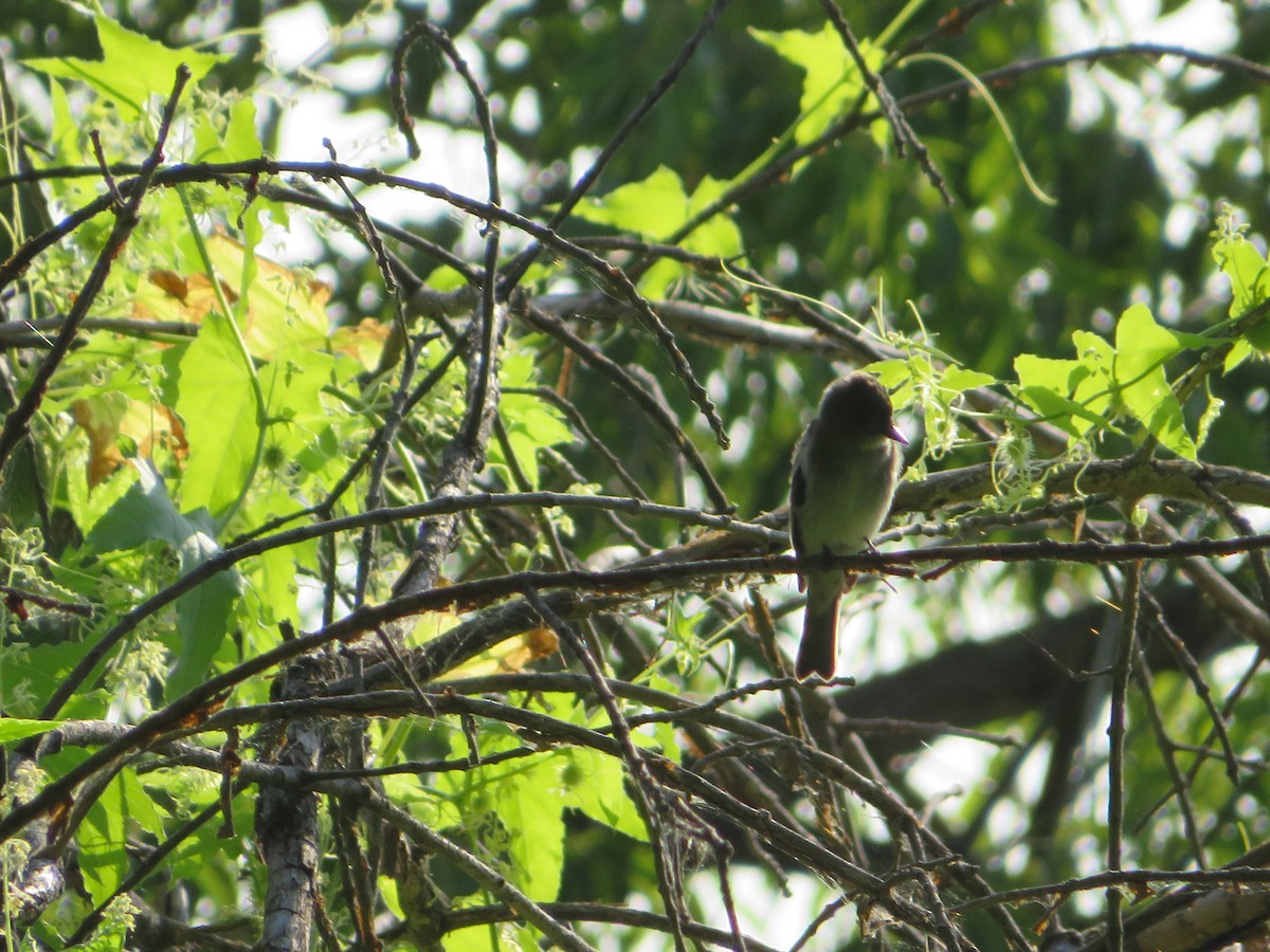 Willow Flycatcher - ML641583065