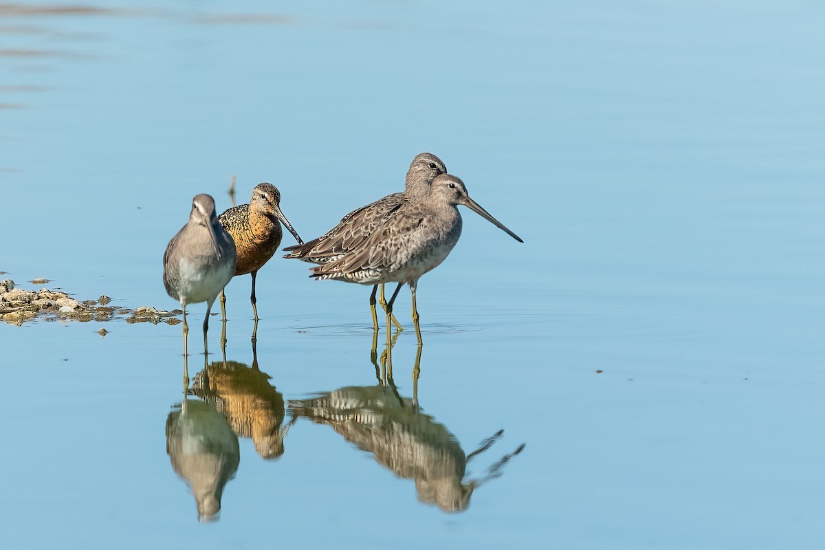 Хараалжин цууцил - ML641583084