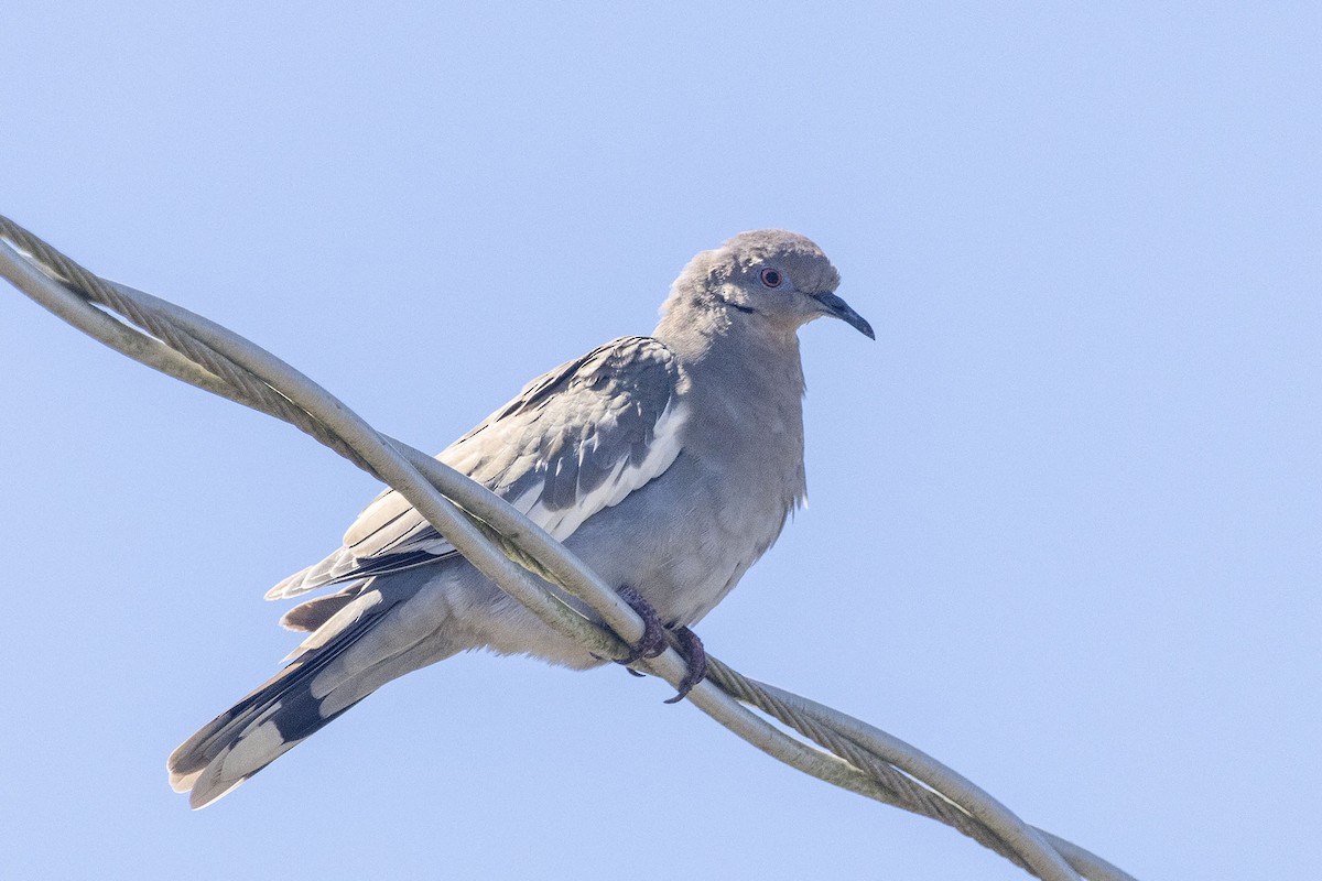 White-winged Dove - ML641583095