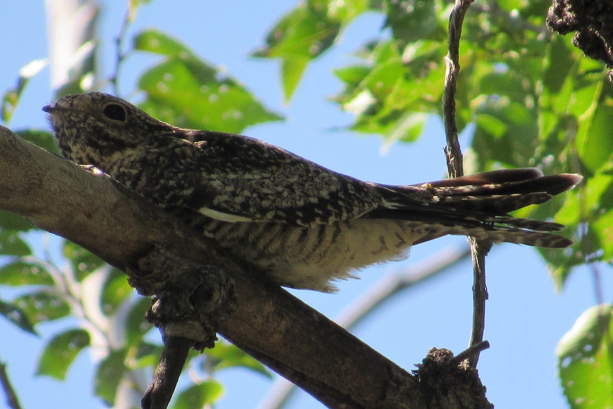Common Nighthawk - ML641583141