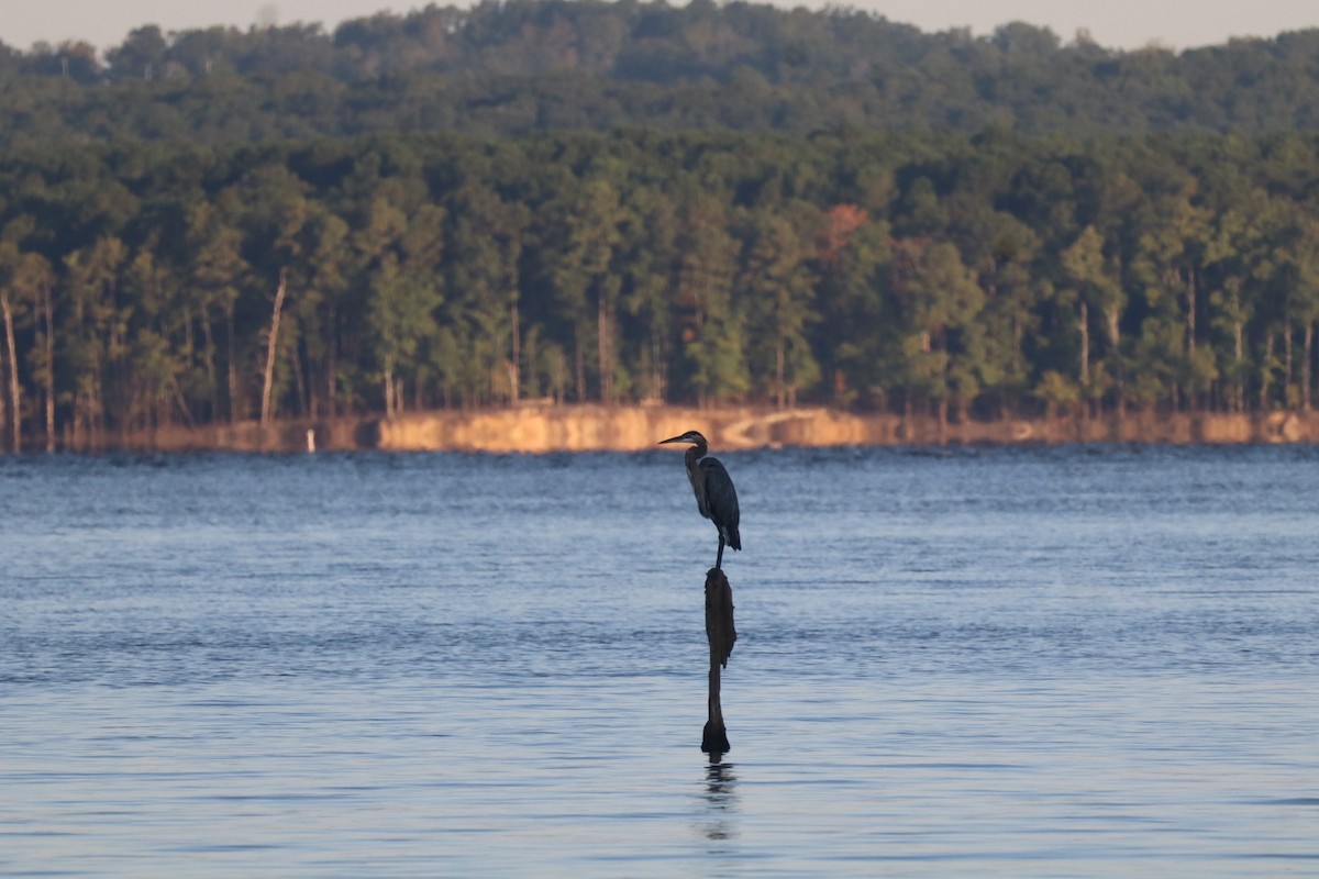 Great Blue Heron (Great Blue) - ML641583154