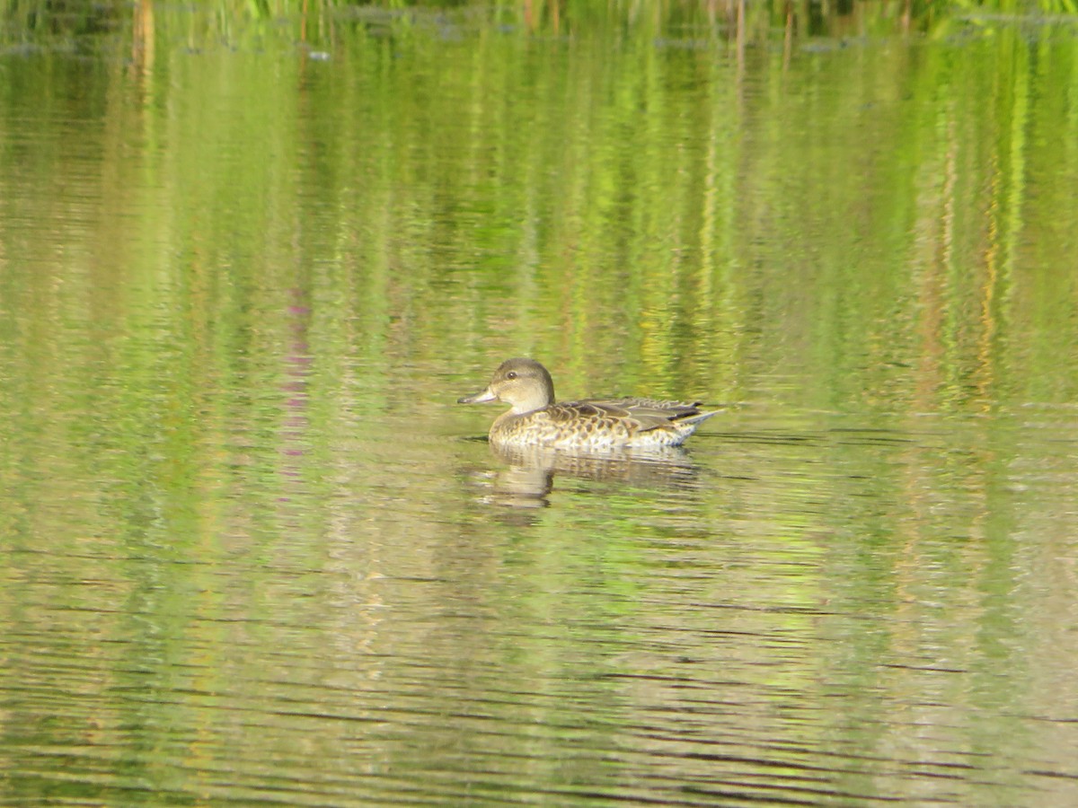 Green-winged Teal - ML641583158