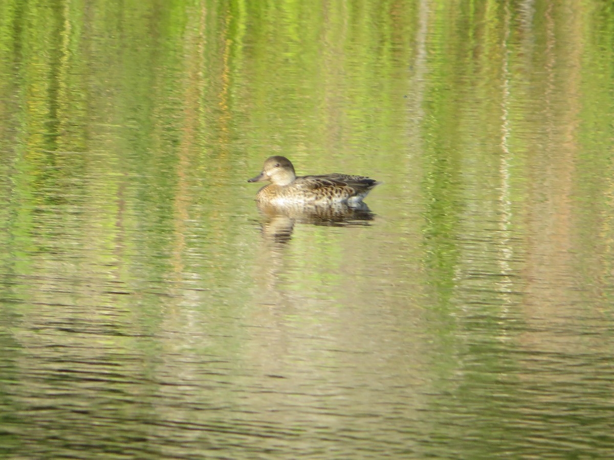 Green-winged Teal - ML641583159