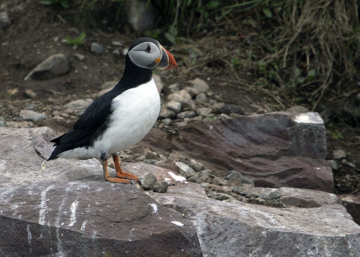 Atlantic Puffin - ML641583160