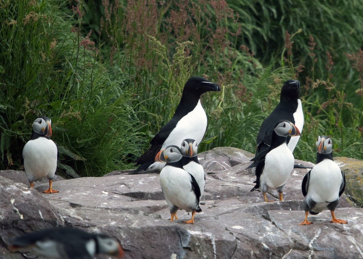 Atlantic Puffin - ML641583161