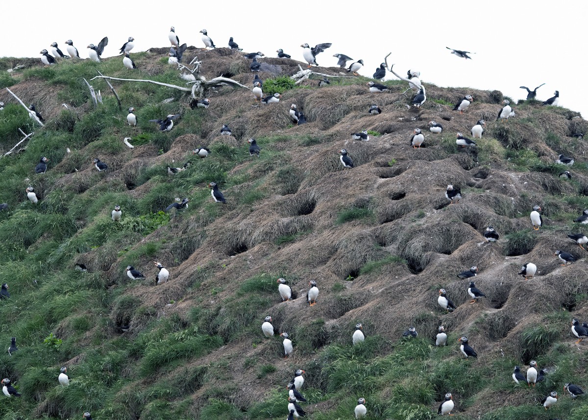 Atlantic Puffin - ML641583162