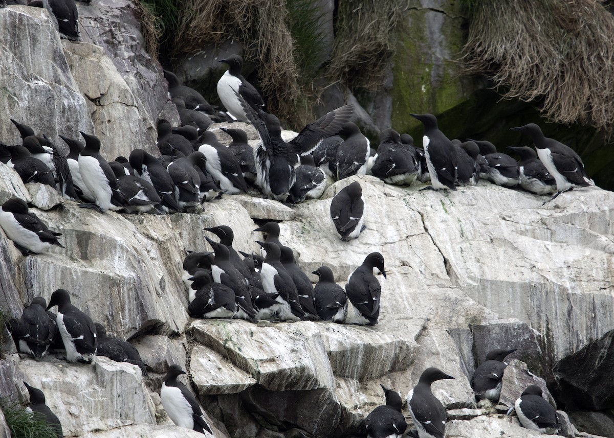Common Murre - ML641583174