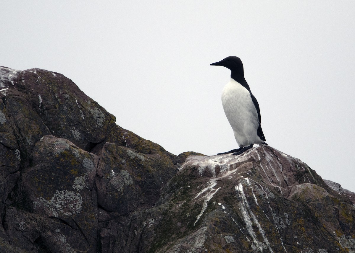 Common Murre - ML641583175