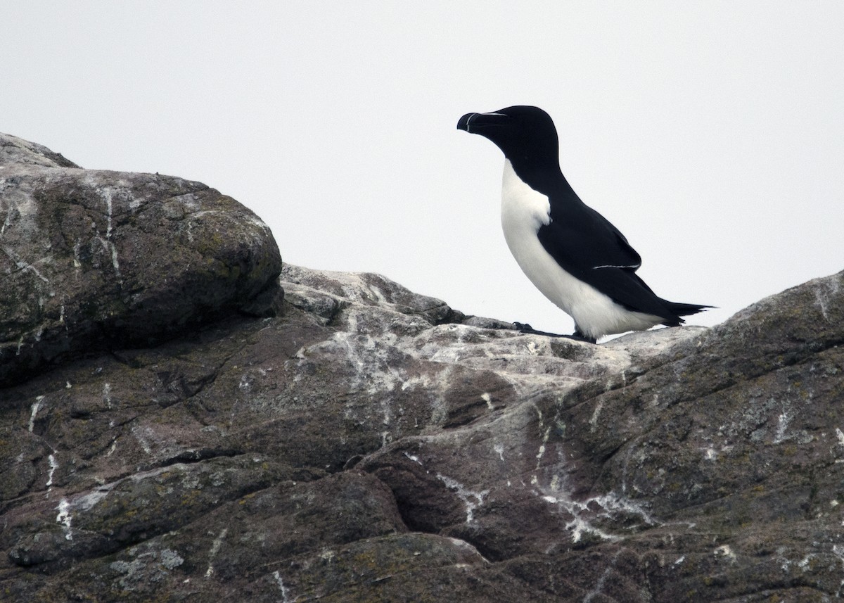 Razorbill - ML641583181