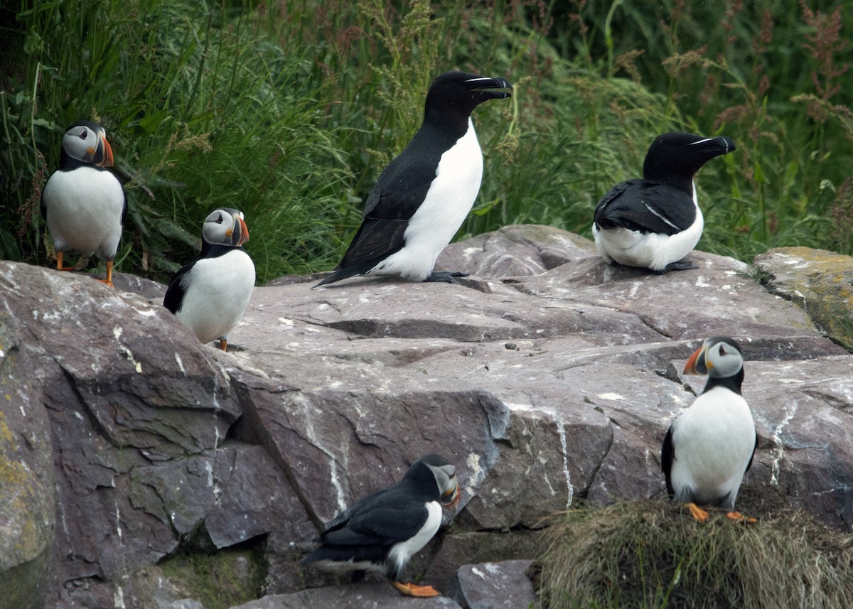 Razorbill - ML641583182