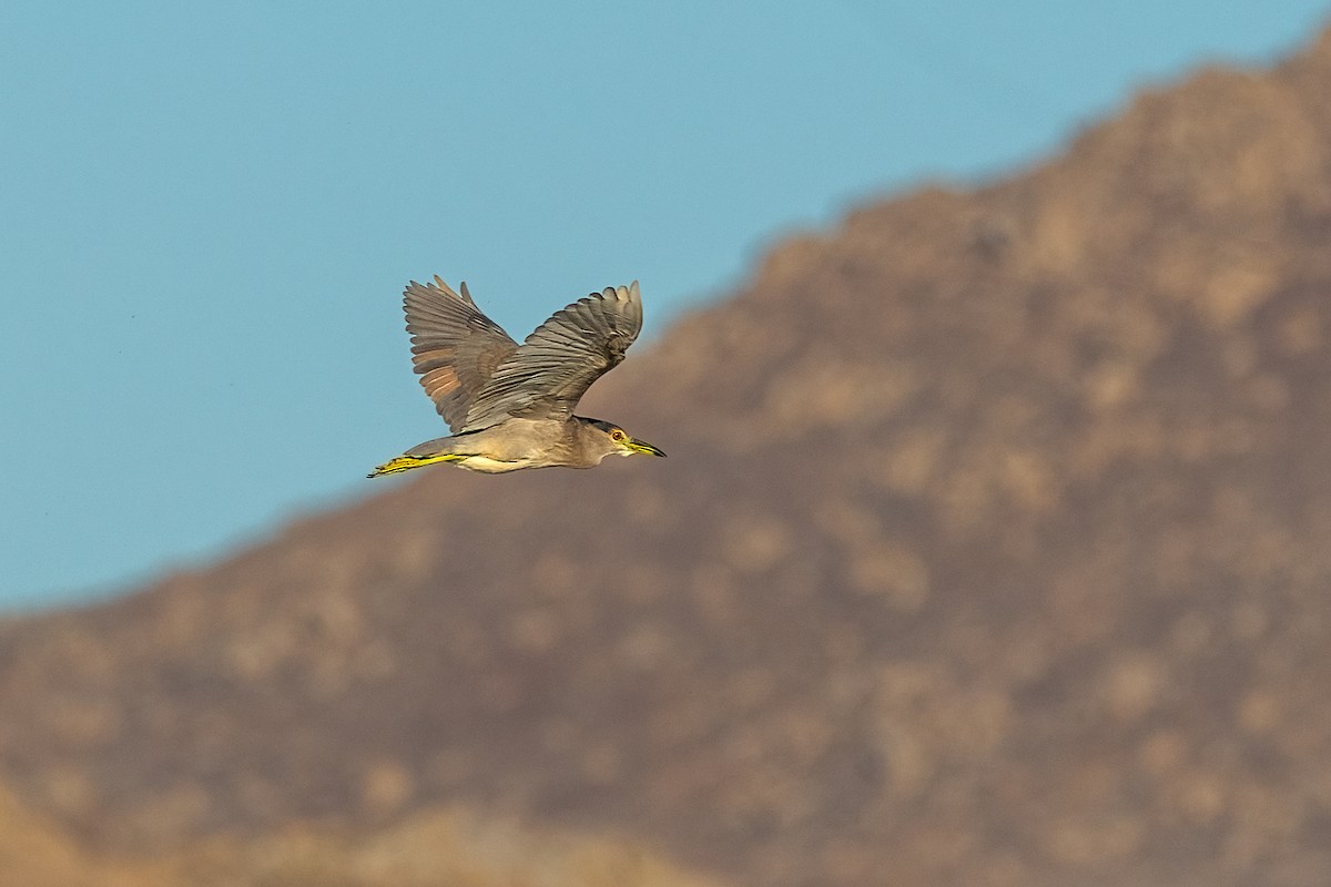 ゴイサギ - ML641583189