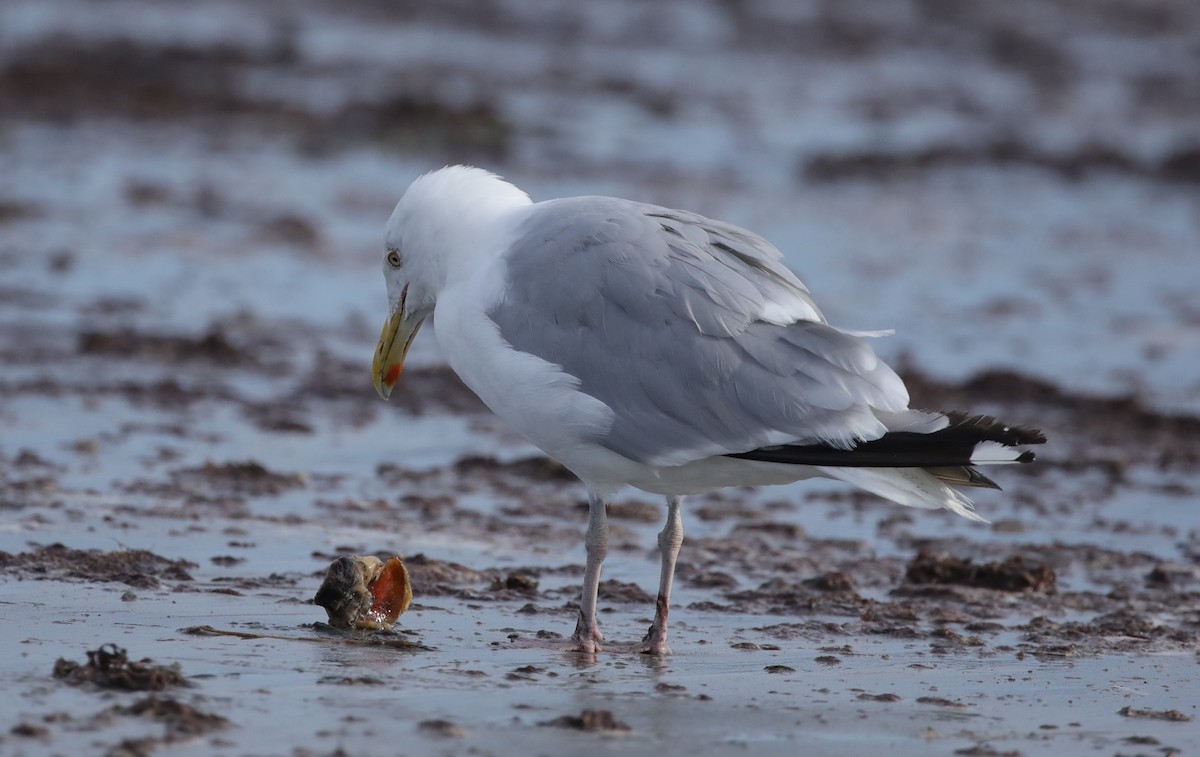 American Herring Gull - ML641583195