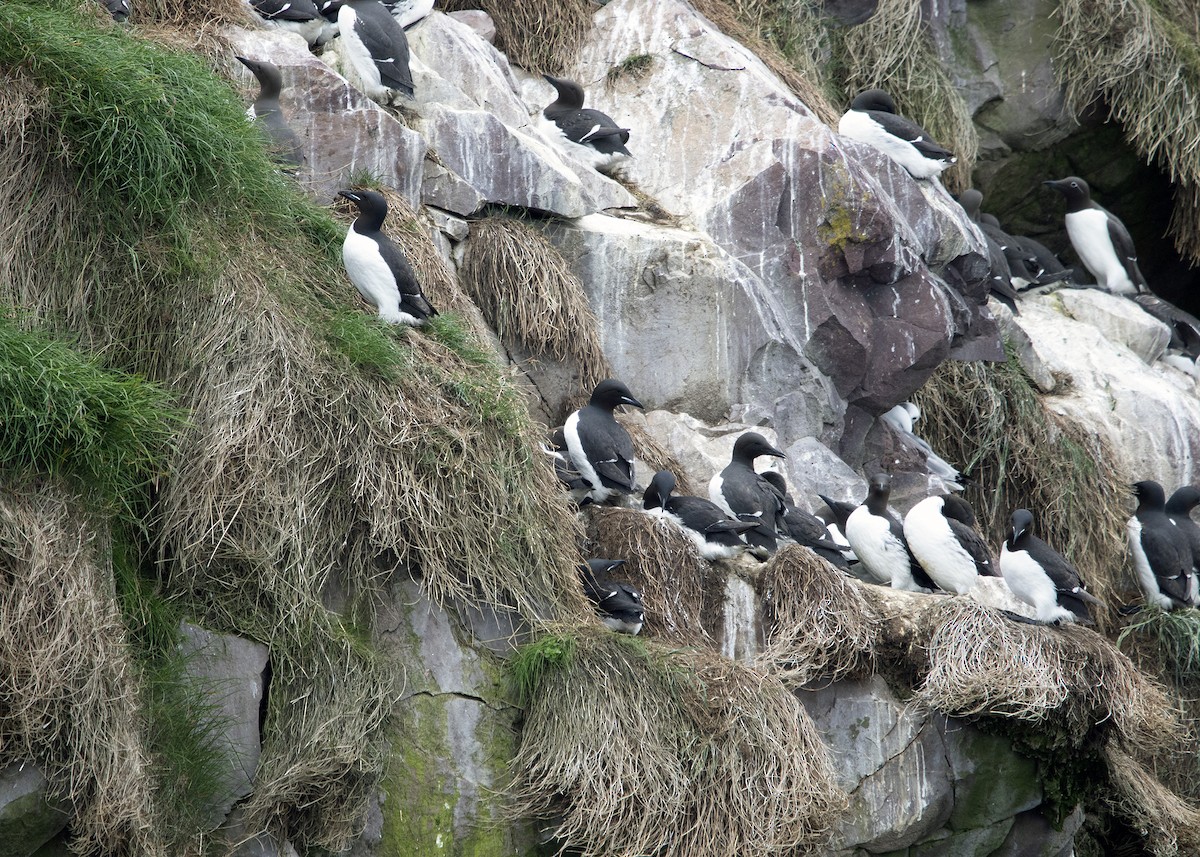 Thick-billed Murre - ML641583197