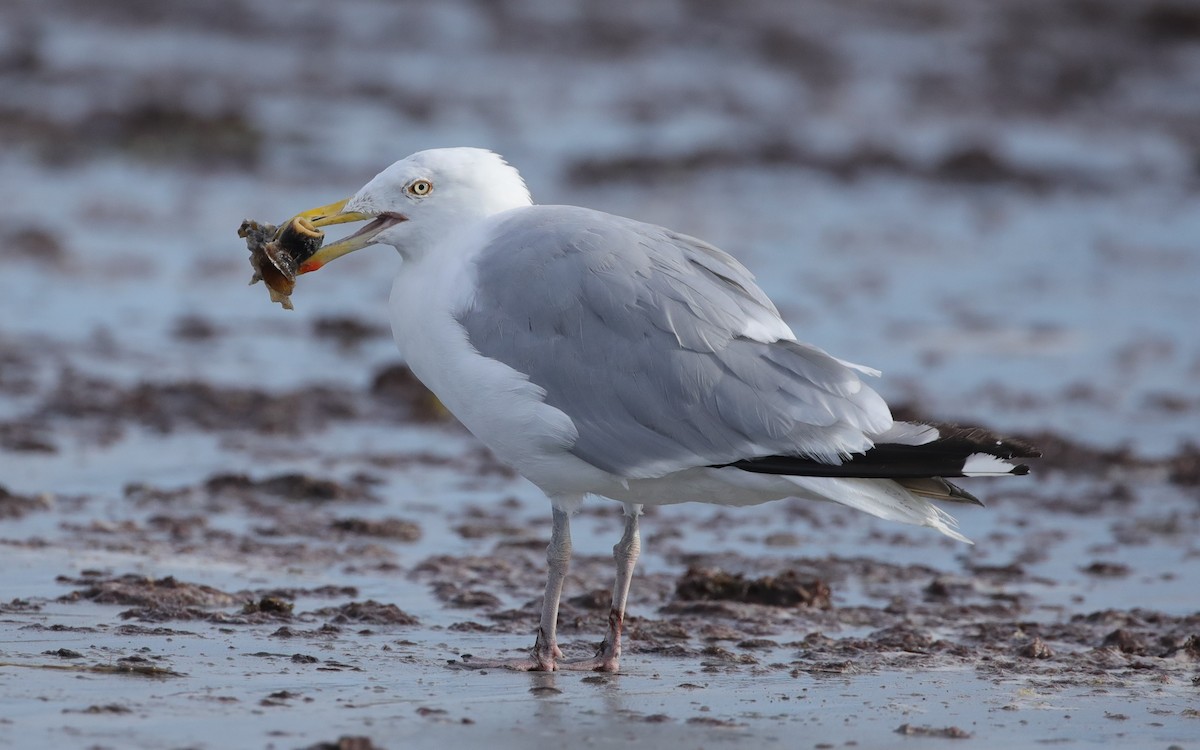 American Herring Gull - ML641583198