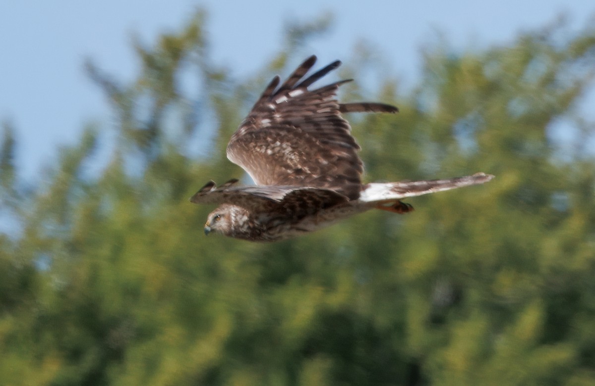 Northern Harrier - ML641583200