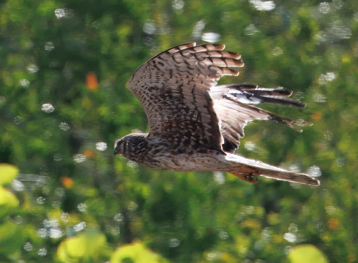 Northern Harrier - ML641583201