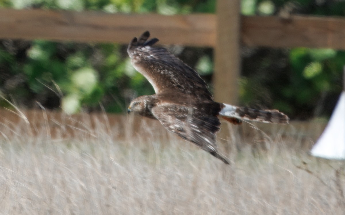 Northern Harrier - ML641583202