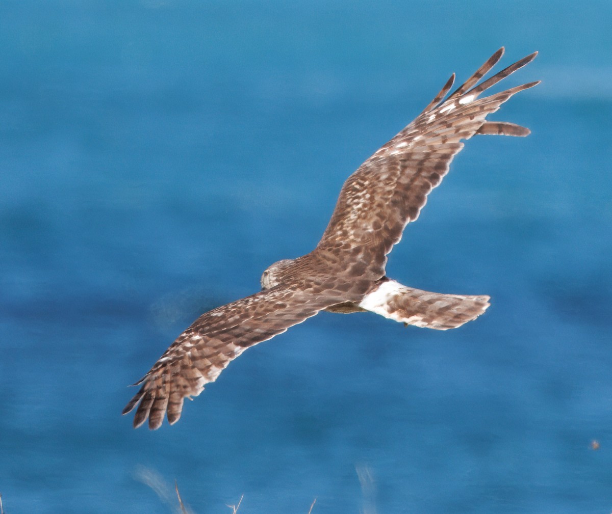 Northern Harrier - ML641583203