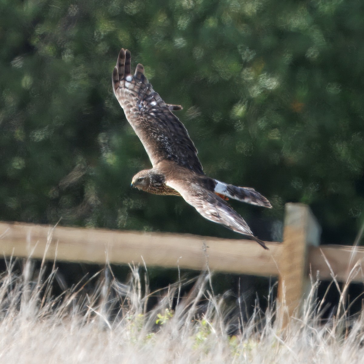 Northern Harrier - ML641583205