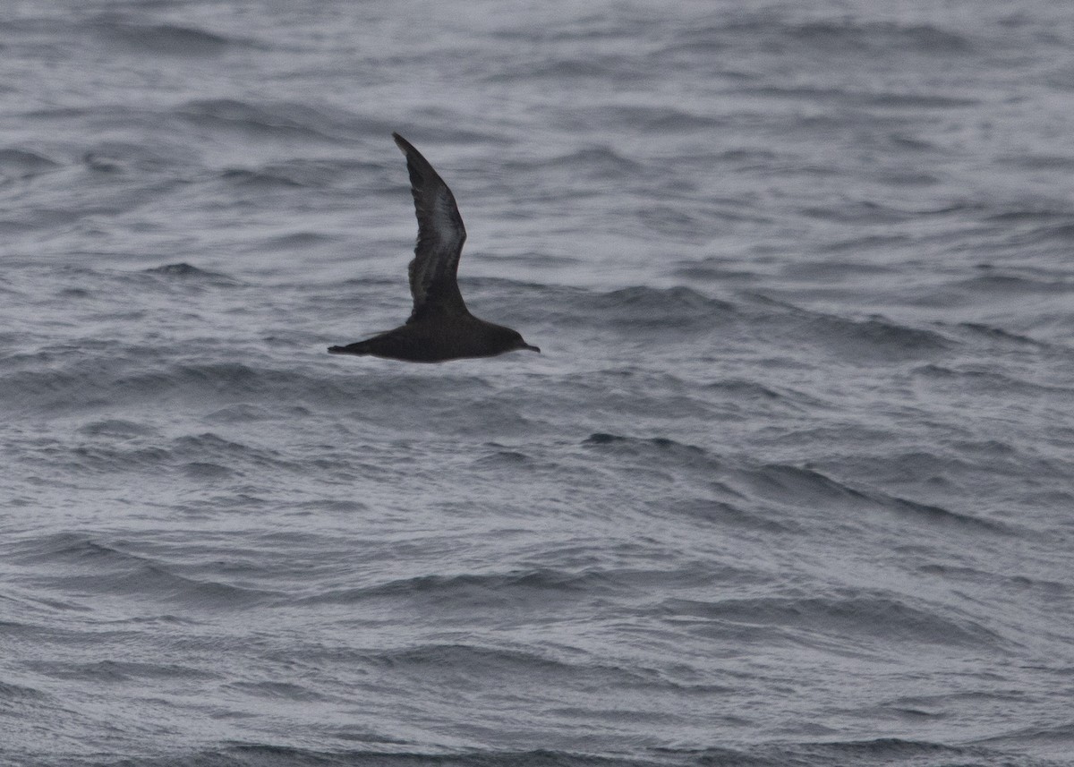 Sooty Shearwater - ML641583213