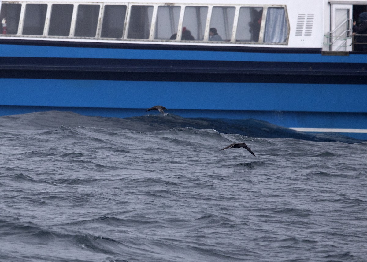Sooty Shearwater - ML641583214