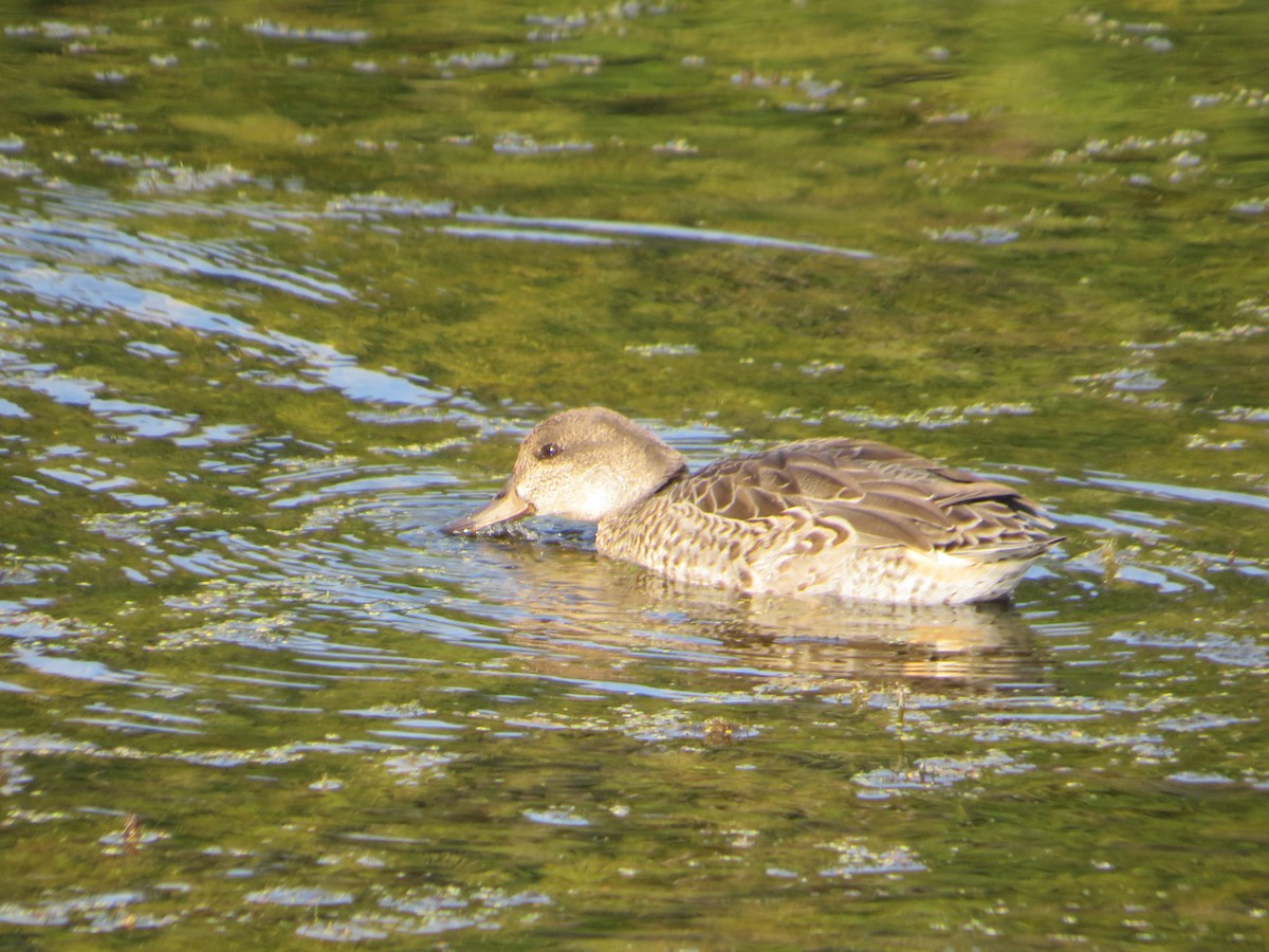 Green-winged Teal - ML641583217
