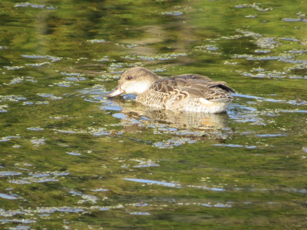 Green-winged Teal - ML641583218