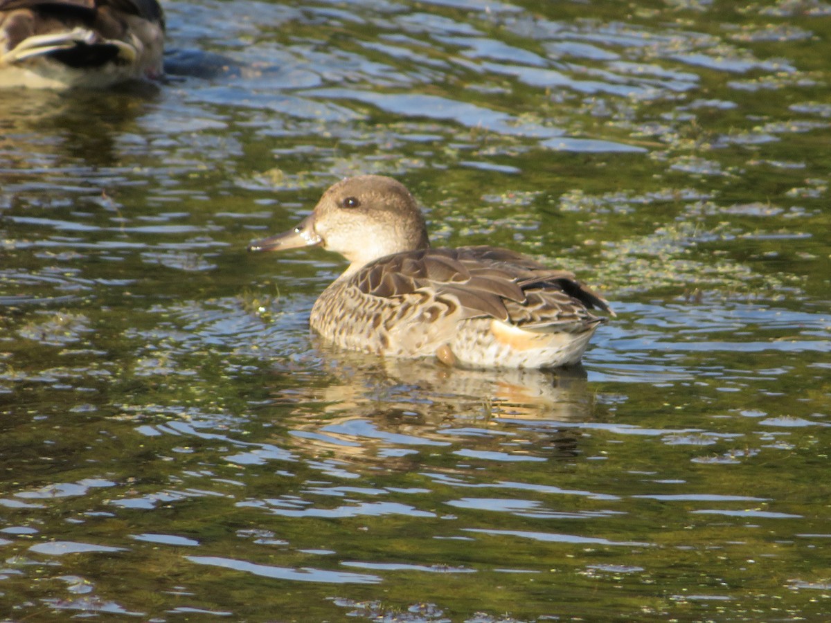 Green-winged Teal - ML641583219