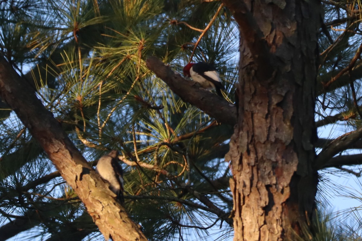Red-headed Woodpecker - ML641583222