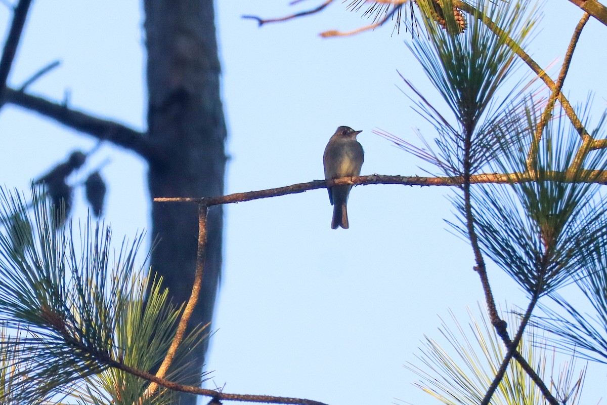 Eastern Wood-Pewee - ML641583247