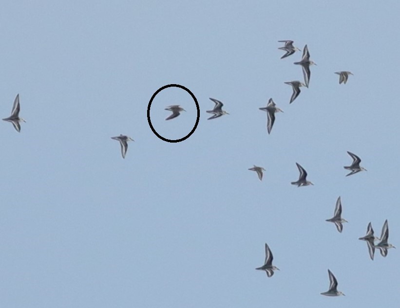 White-rumped Sandpiper - ML641583249