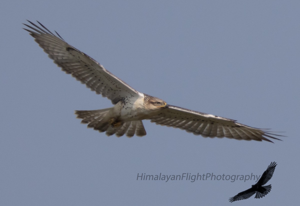 Ferruginous Hawk - ML641583263