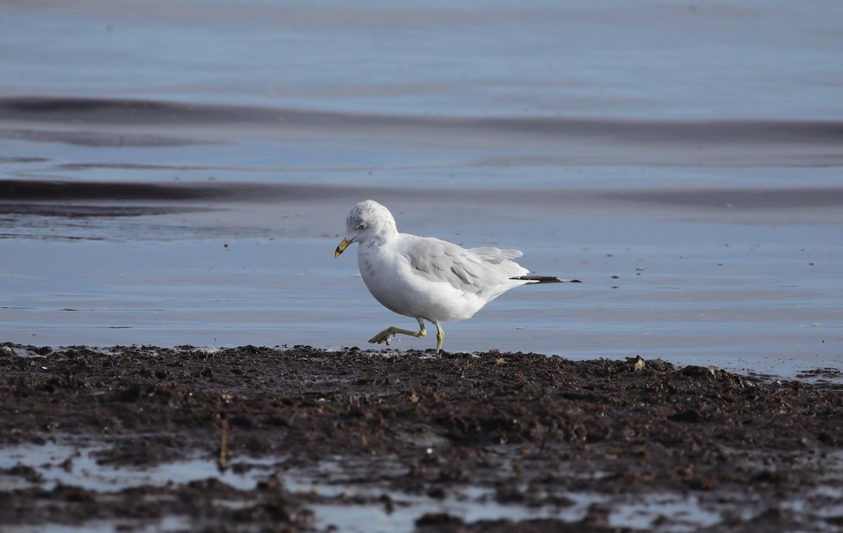 Ring-billed Gull - ML641583266