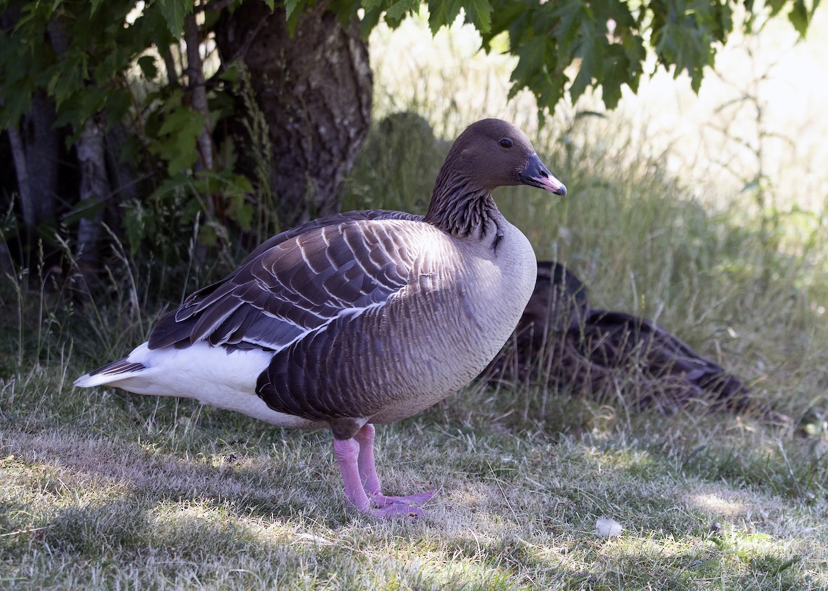 Pink-footed Goose - ML641583297