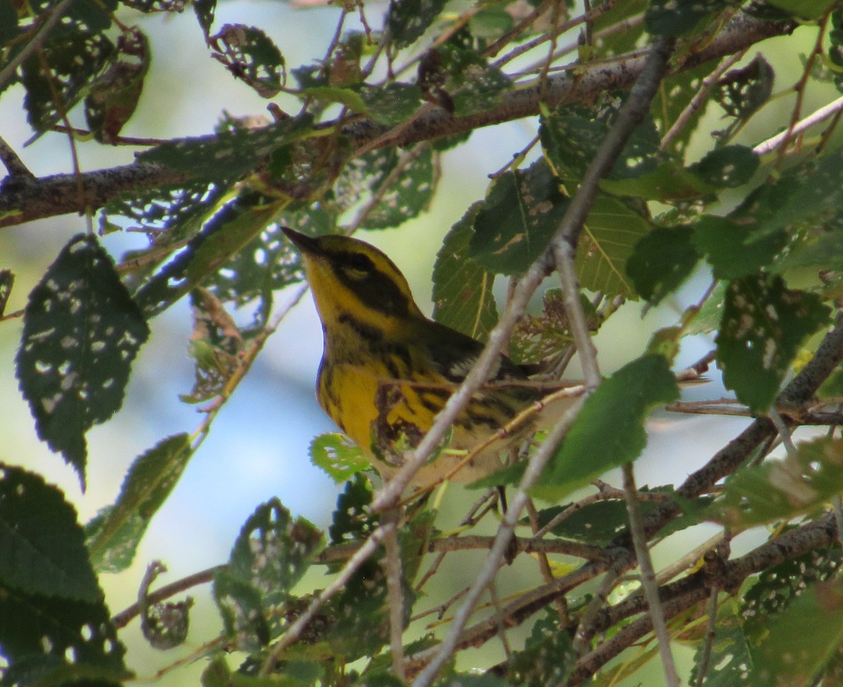 Townsend's Warbler - ML641583317