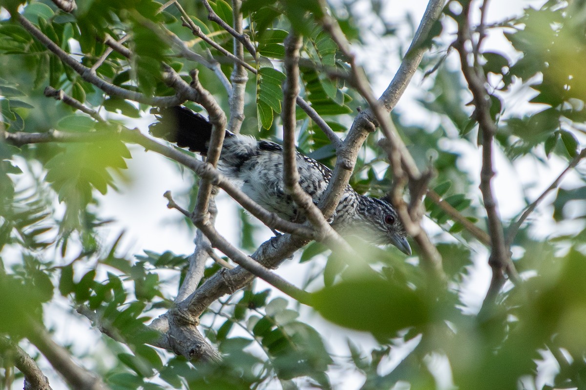 Barred Antshrike (Caatinga) - ML641583330