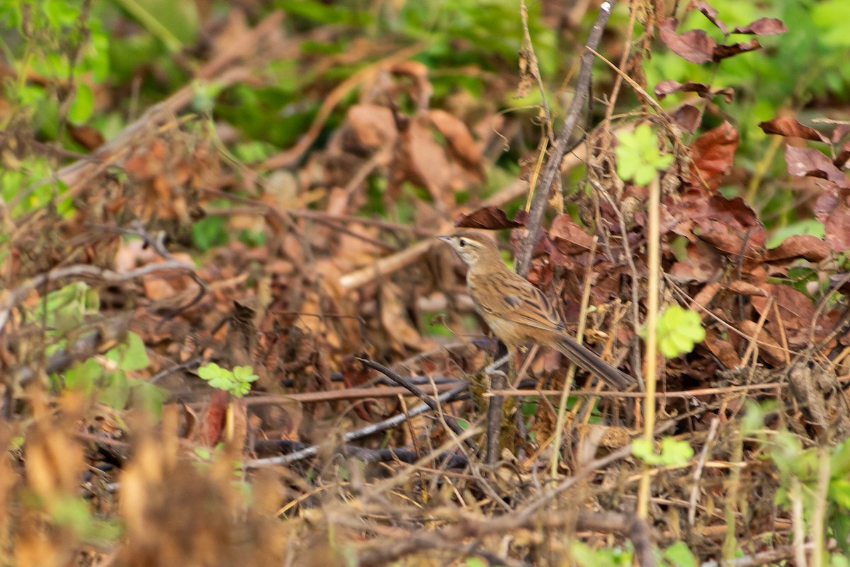 Chotoy Spinetail - ML641583347