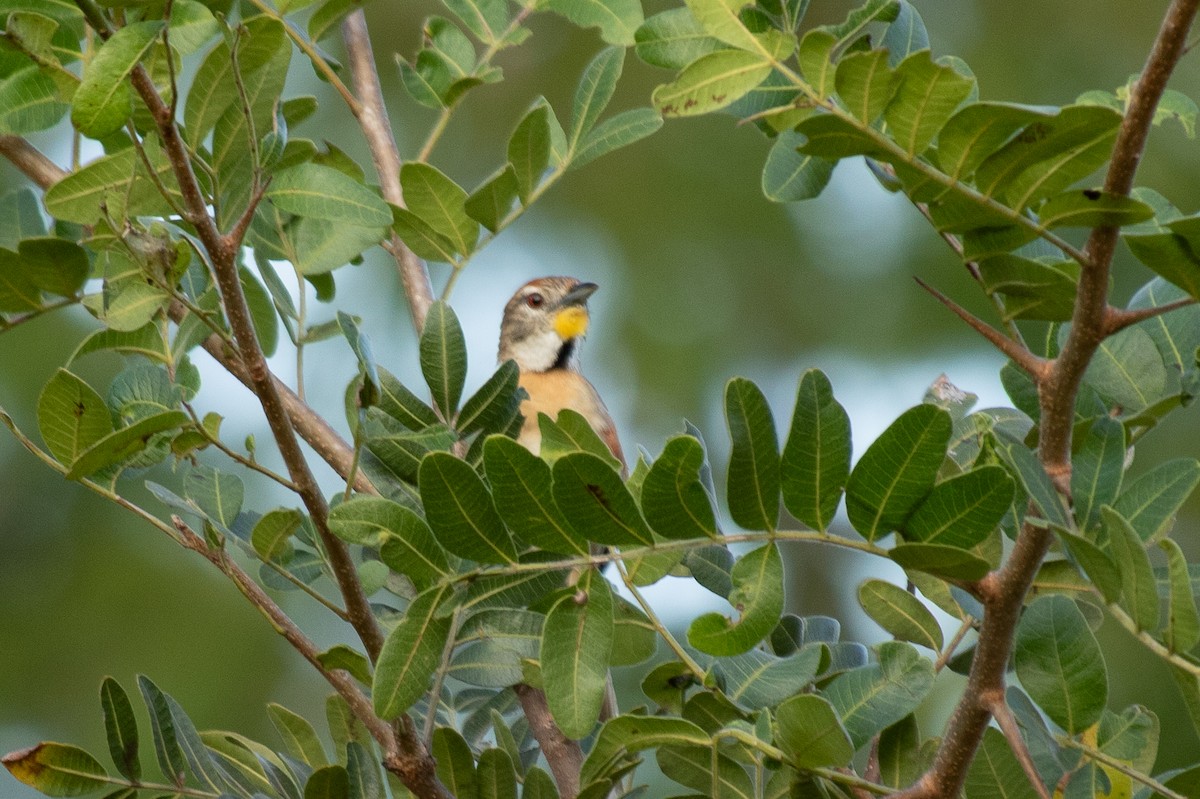 Chotoy Spinetail - ML641583352