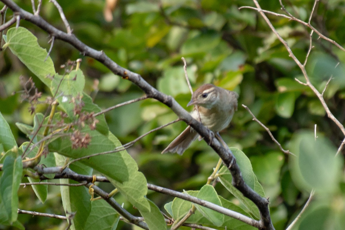 Chotoy Spinetail - ML641583366