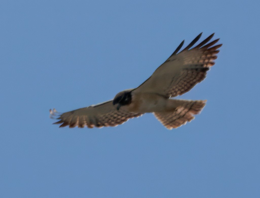 Short-tailed Hawk - ML641583385