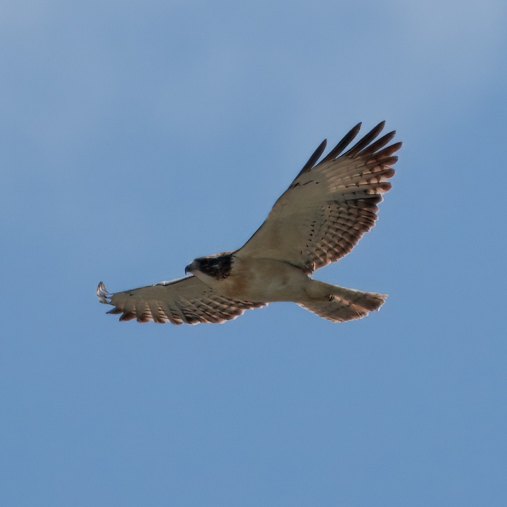Short-tailed Hawk - ML641583389