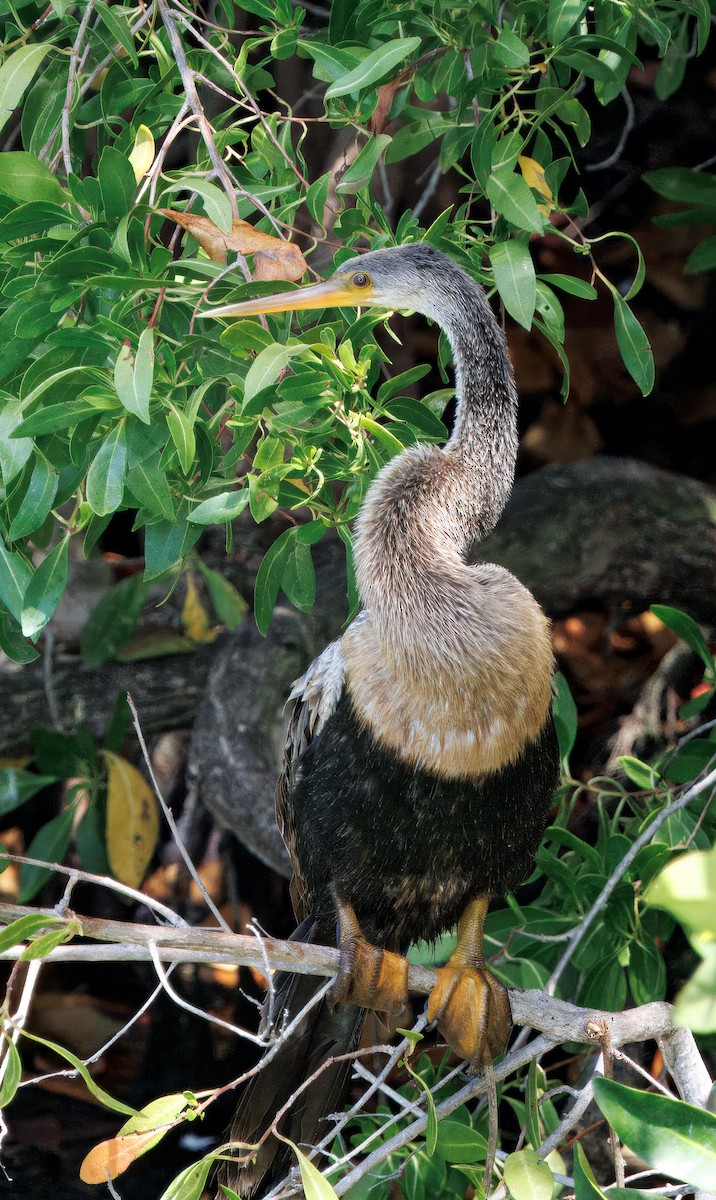 Anhinga - ML641583407