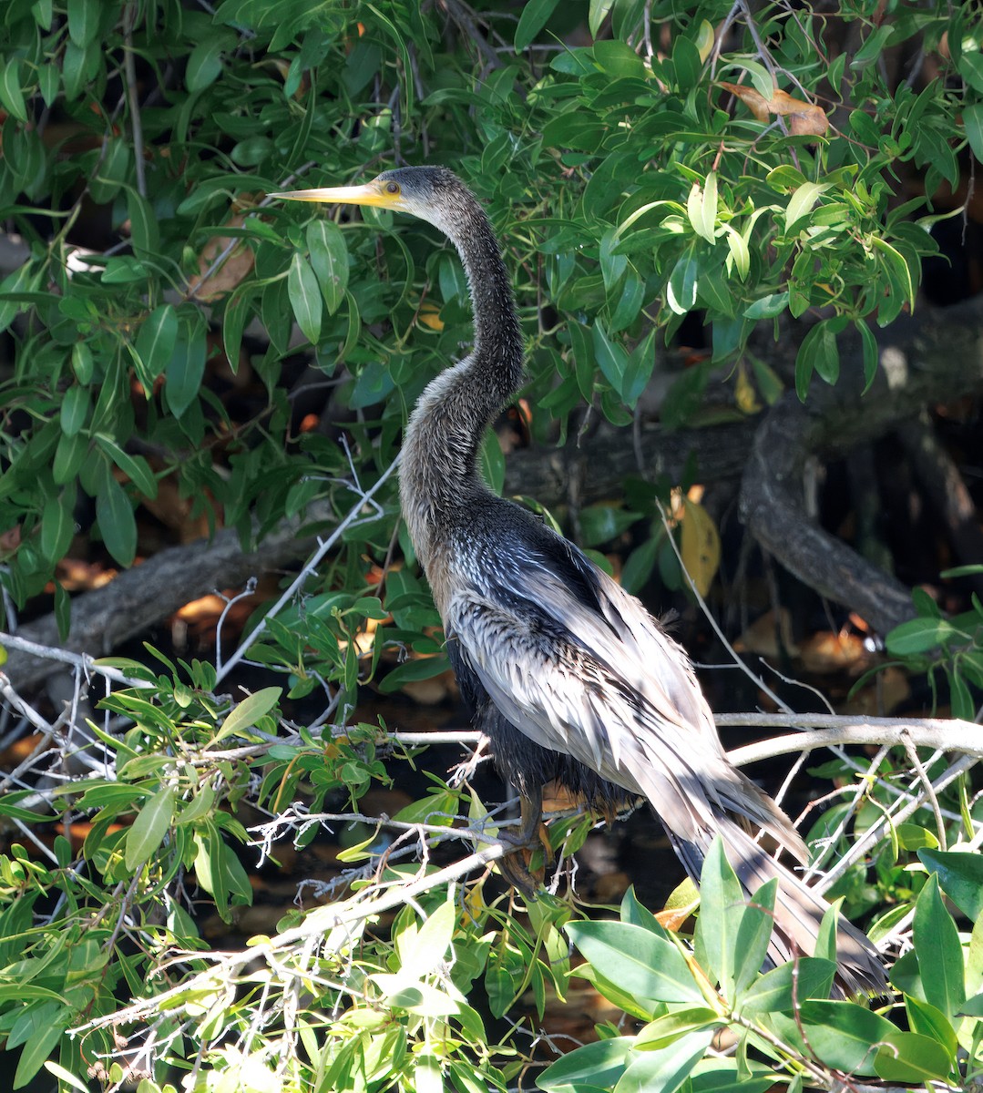 Anhinga - ML641583417