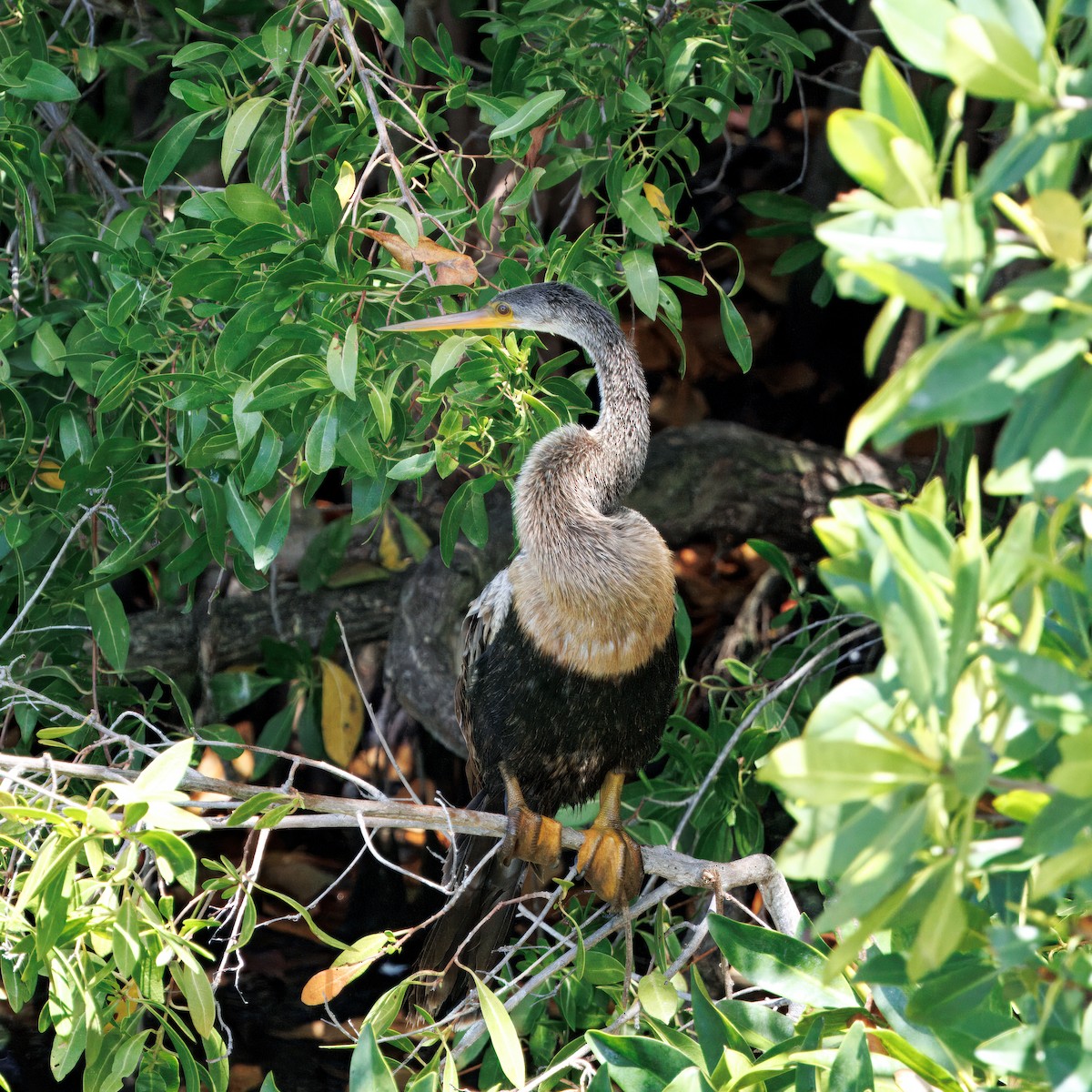 Anhinga - ML641583423