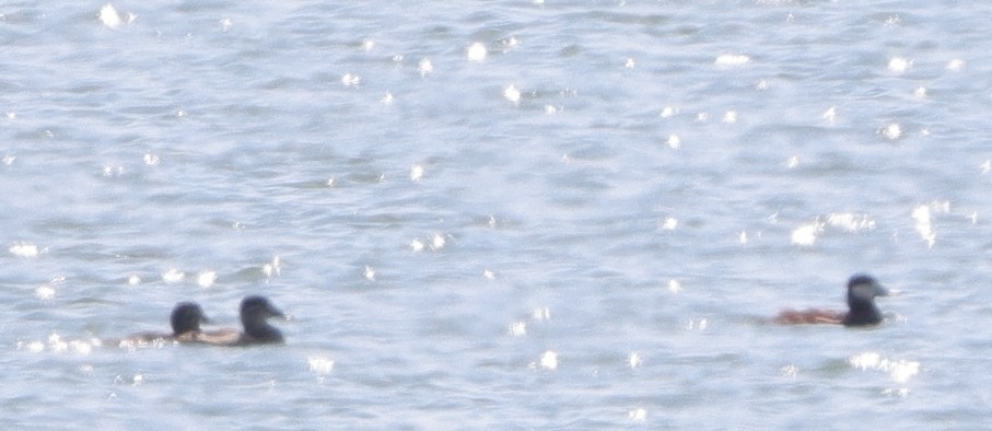 Ruddy Duck - ML641583457