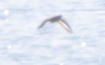 Spotted Sandpiper - ML641583541